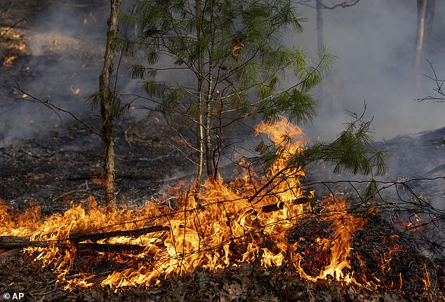 meteorologists reveal 10 us states are at higher wildfire risk