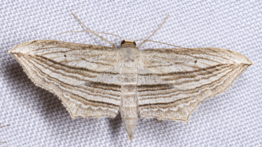 What moths can tell us about Austin parks<br><br>
