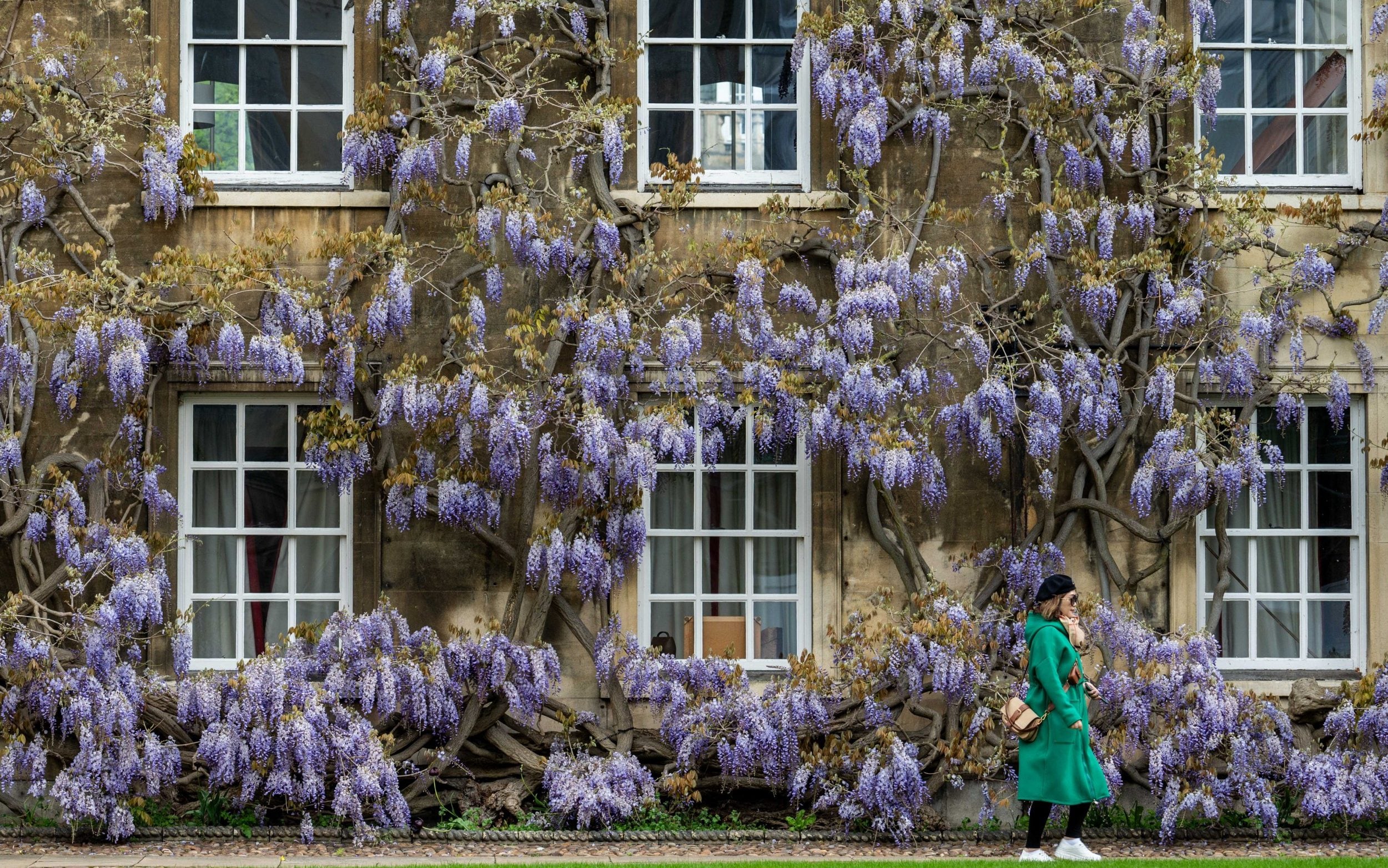 cold weather delaying wisteria bloom
