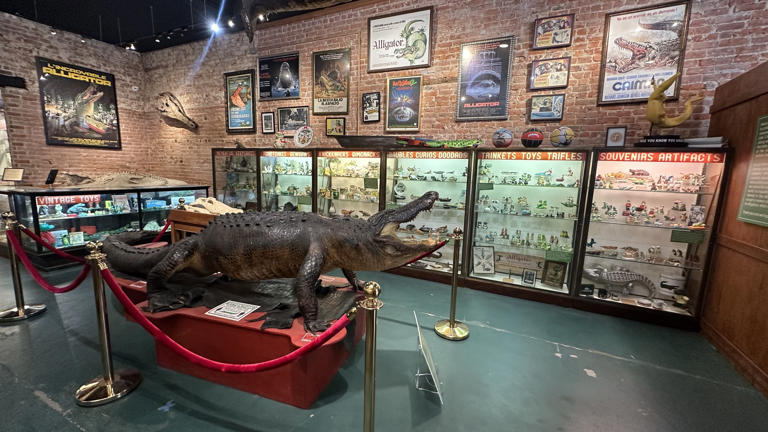 What's inside the mysterious Great American Alligator Museum