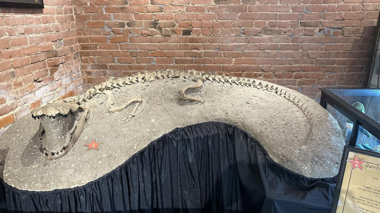 What's inside the mysterious Great American Alligator Museum