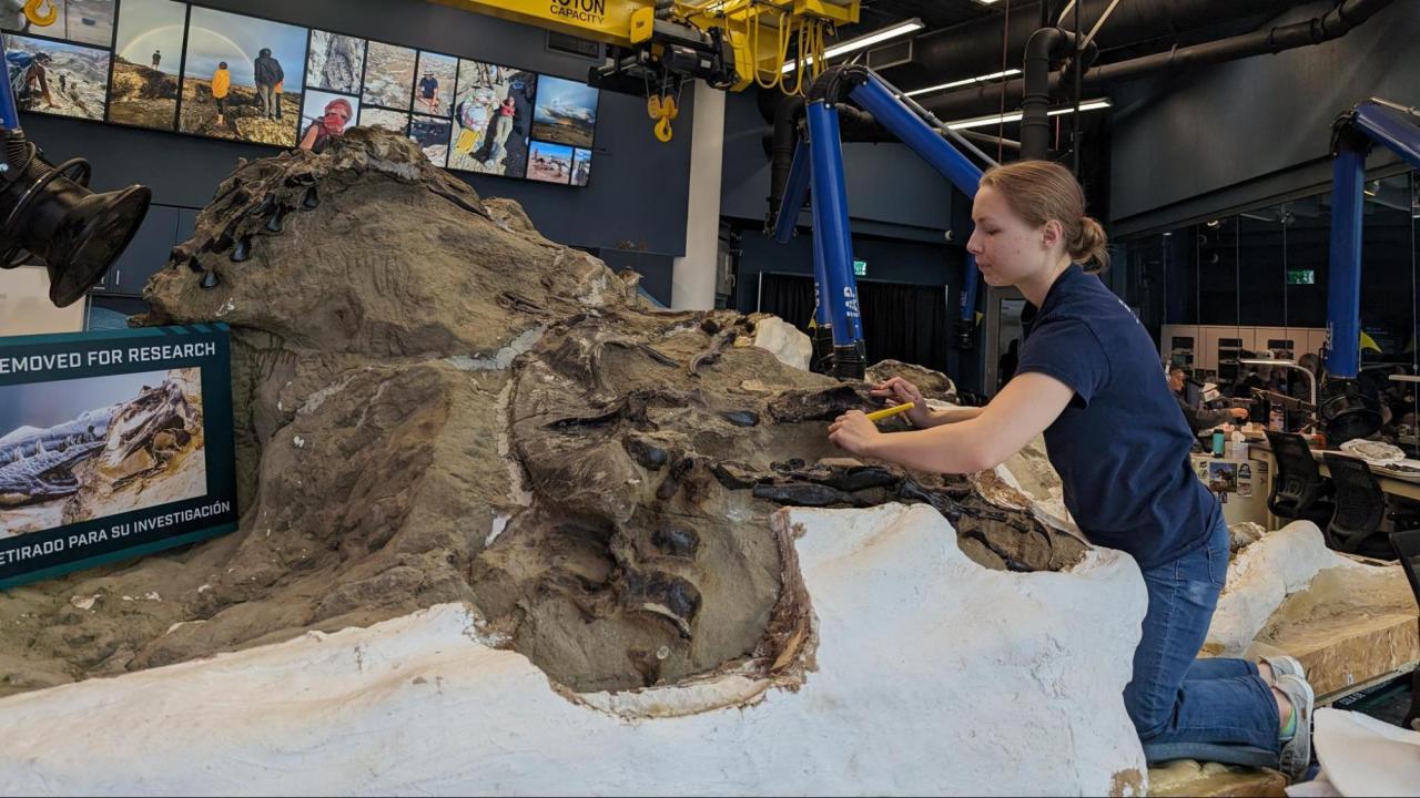 'Dueling Dinosaurs:' One-of-a-kind Dig At Raleigh Science Museum Opens ...