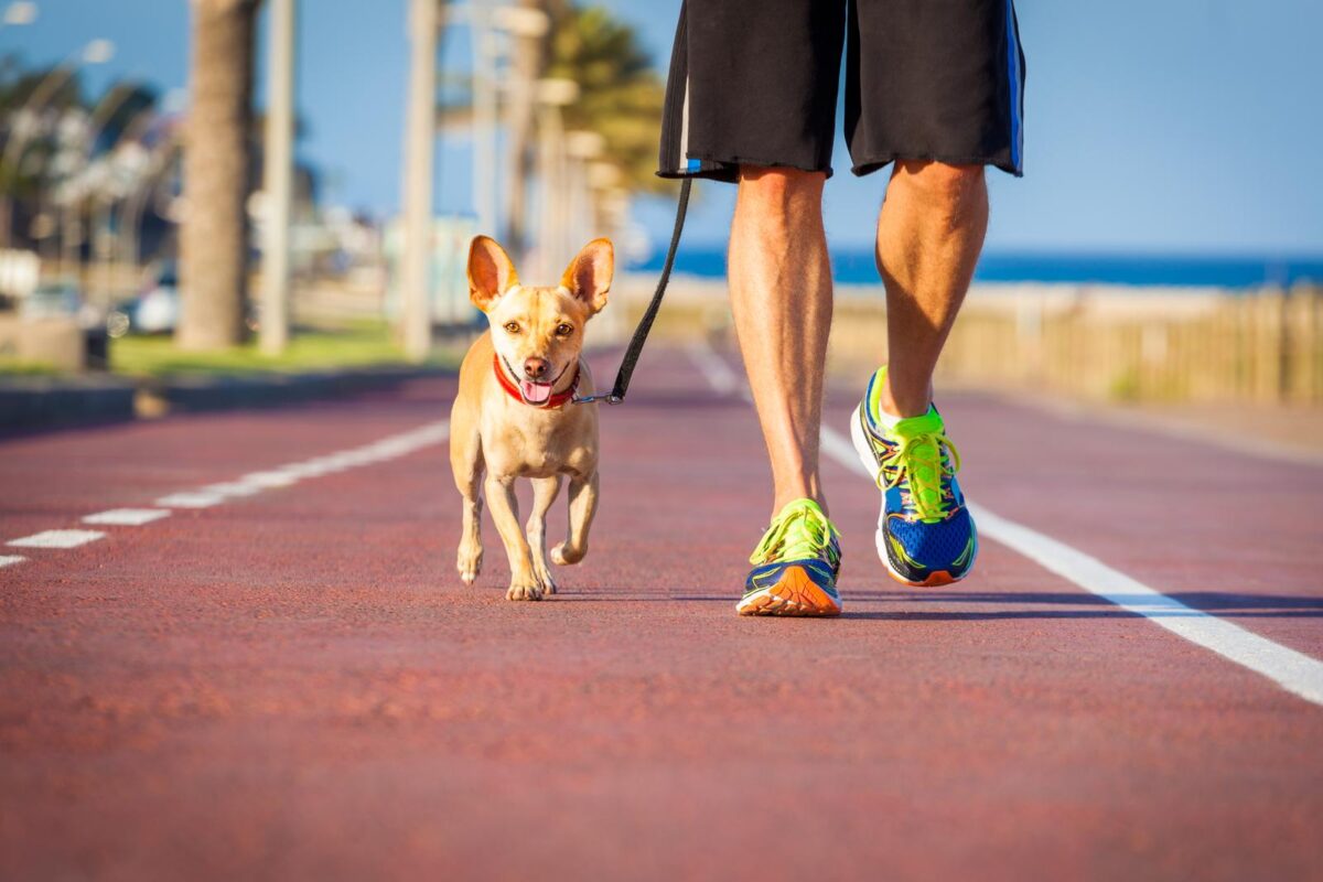 <p>The age-old advice of waiting before swimming after a meal has been ingrained in our minds, but what about walking our furry friends? Many dog owners wonder if the same caution applies to their pets.</p> <p><strong>Read it Here: <a href="https://whatcanmydogeat.com/can-i-walk-my-dog-30-minutes-after-eating/?utm_source=msn&utm_medium=page&utm_campaign=msn">Can I Walk My Dog 30 Minutes After Eating?</a></strong></p>