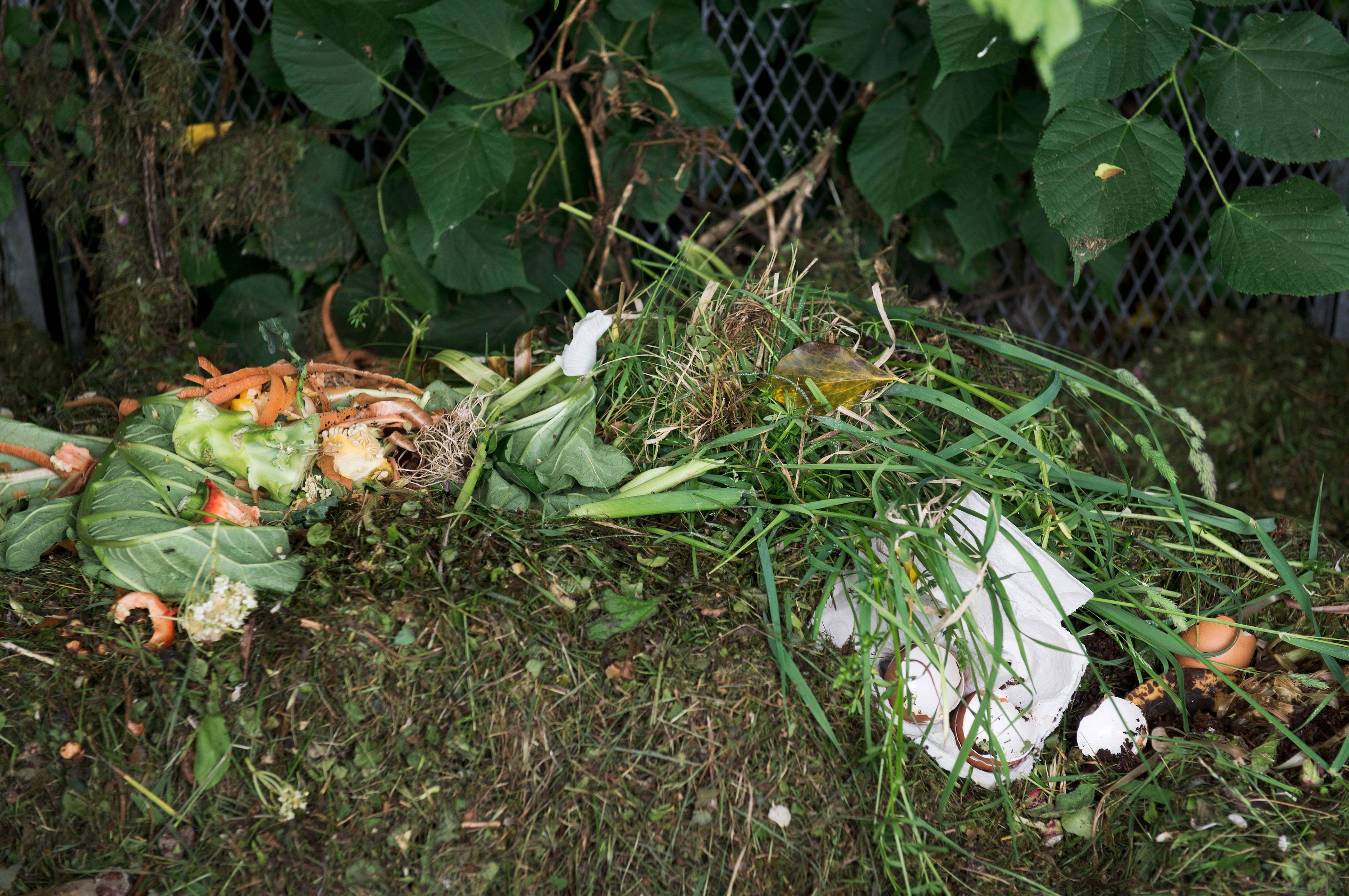 in zürich wacht die «kompostpolizei» über welkes grünzeug – dafür droht der stadt nun eine unrühmliche auszeichnung