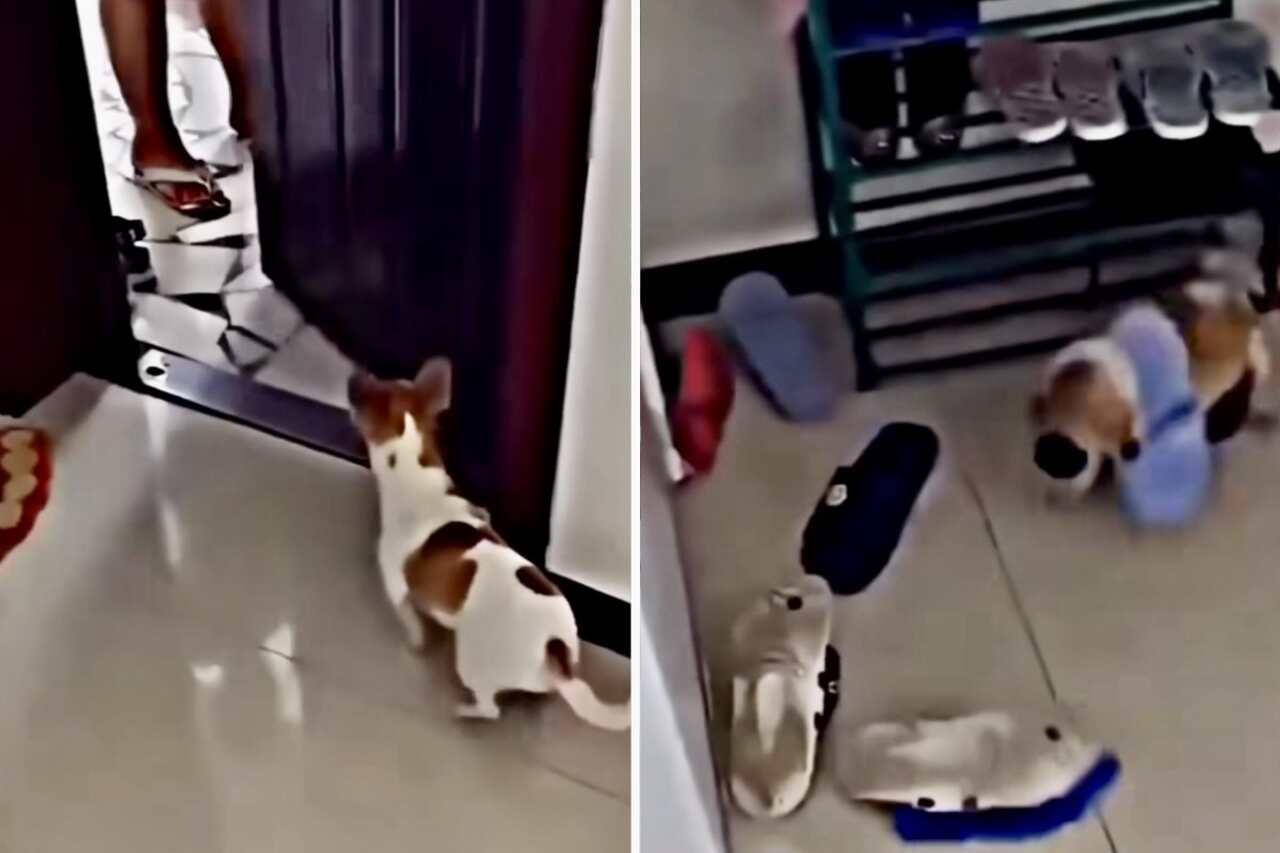 rolig video: liten hund blir extremt arg när ägaren går iväg ensam