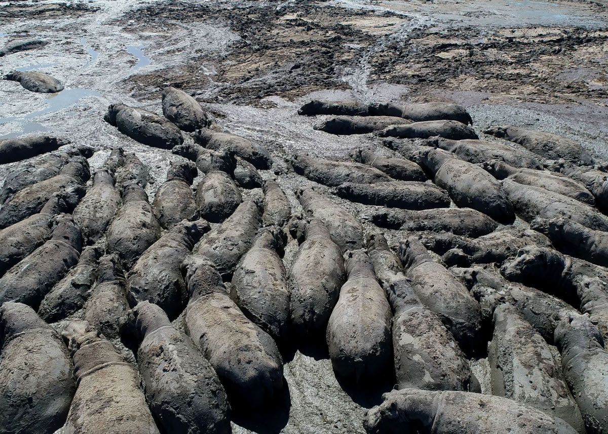 herds of endangered hippos trapped in mud in drought-hit botswana