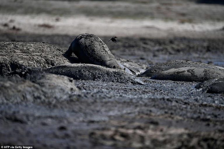 Herds of hippos stranded in drying ponds as drought ravages Botswana