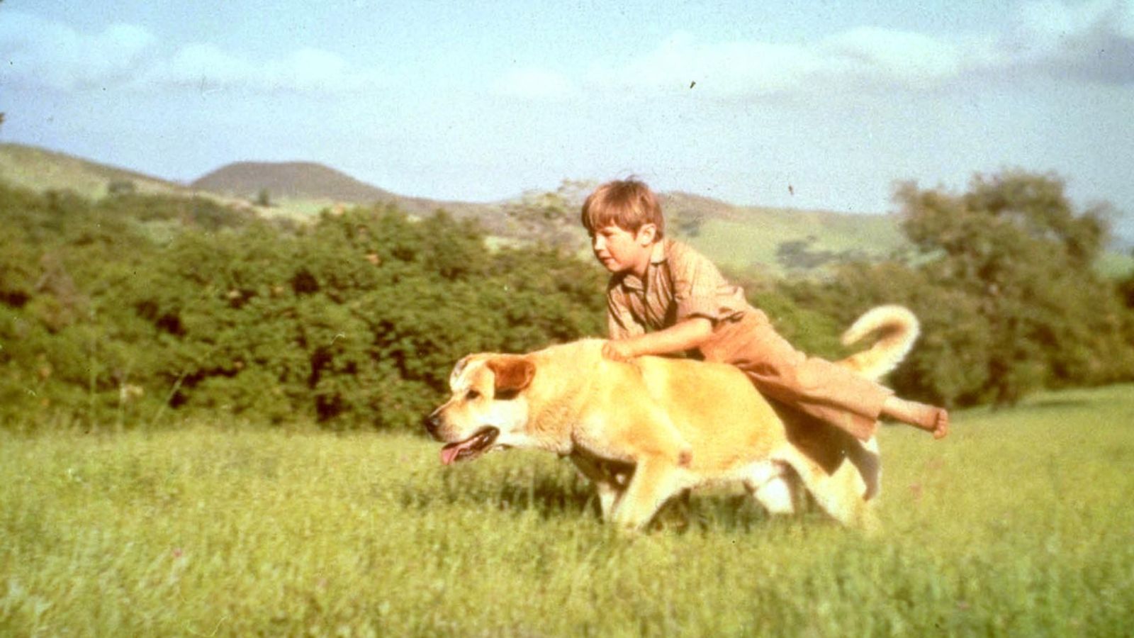 <p>“Old Yeller” is like that first childhood lesson in mortality that nobody asked for but everyone got. After bravely defending his family, the beloved dog faces a tragic end, teaching us all about the responsibilities that come with love. It’s such a powerful ending that <a href="https://www.imdb.com/title/tt0050798/trivia/?item=tr4863755&ref_=ext_shr_lnk">the Library of Congress decided</a> to preserve it in the National Film Registry.</p>