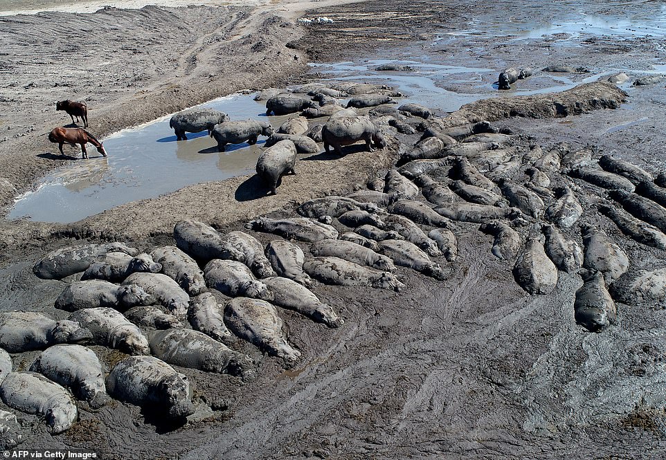 herds of hippos stranded in drying ponds as drought ravages botswana