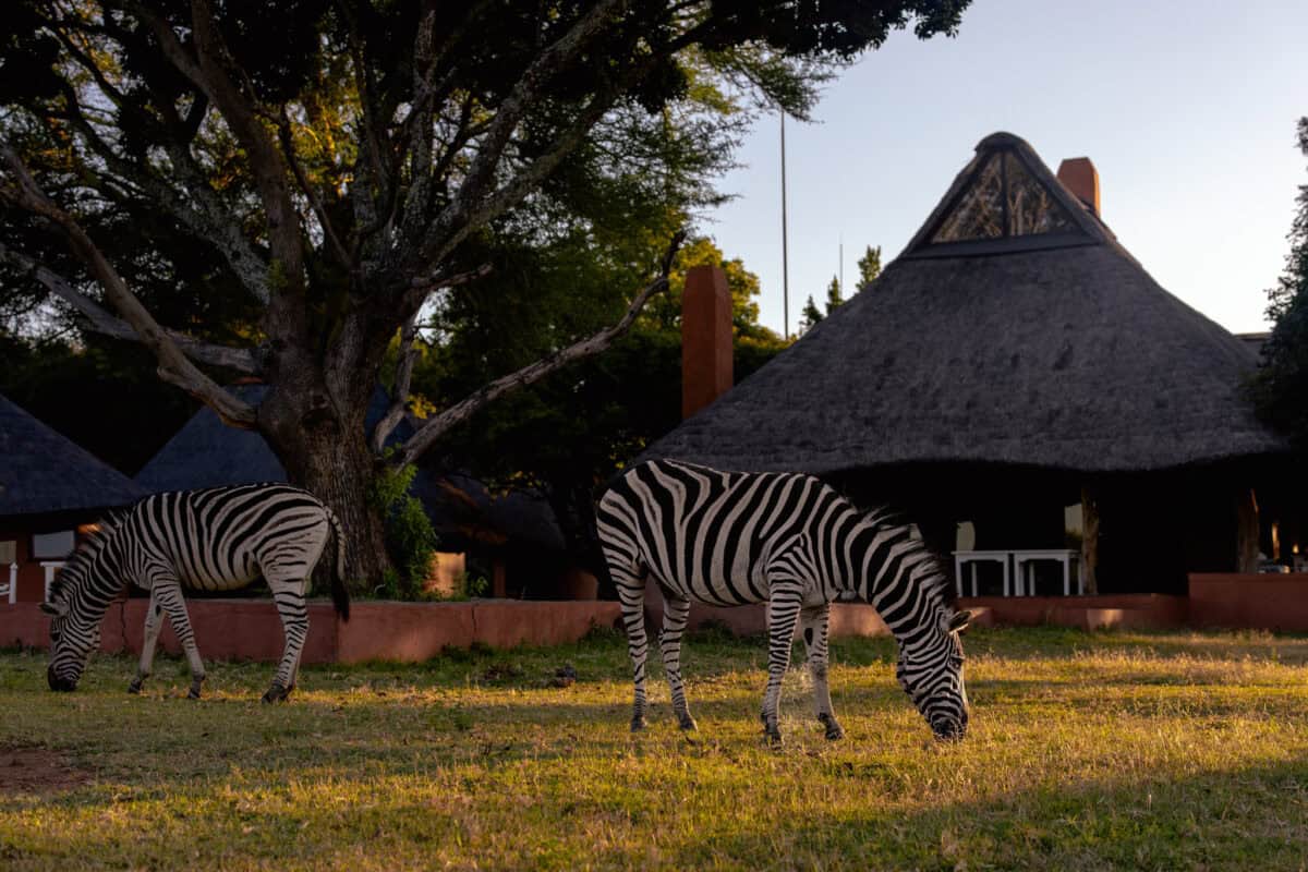<p><a href="https://zebras.crossinglodges.com/">Zebras Crossing Lodge</a> is situated on open plains with a view of the Waterberg mountains. As this lodge doesn't focus on the Big 5, one could mountain bike, hike, or even swim in their private river among the passing zebras, giraffes, and many other animals. Perfect for adventurous animal lovers. </p>           Sharks, lions, tigers, as well as all about cats & dogs!           <a href='https://www.msn.com/en-us/channel/source/Animals%20Around%20The%20Globe%20US/sr-vid-ryujycftmyx7d7tmb5trkya28raxe6r56iuty5739ky2rf5d5wws?ocid=anaheim-ntp-following&cvid=1ff21e393be1475a8b3dd9a83a86b8df&ei=10'>           Click here to get to the Animals Around The Globe profile page</a><b> and hit "Follow" to never miss out.</b>