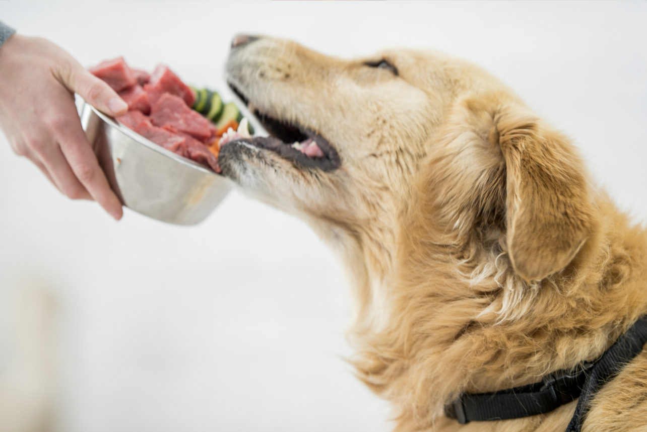 <p>This might seem obvious, but big dogs eat a lot more food. For instance, a Labrador Retriever could consume up to 30 pounds of food in a month. A Great Dane could easily double that. The costs can add up if you wish to feed your dog high-quality organic food (which is a good idea), or if they need to be on a special diet.</p>  <p>Big dogs also take big...erghm lets call them droppings, so be prepared to walk around with an extra large pick-up bag as well.</p>