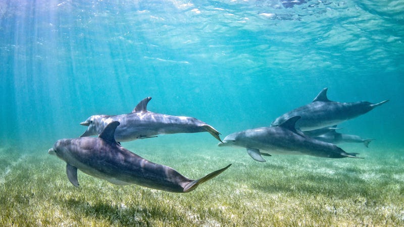 un delfín de florida muere a causa de la gripe aviar mientras crece la alarma sobre la propagación de especies