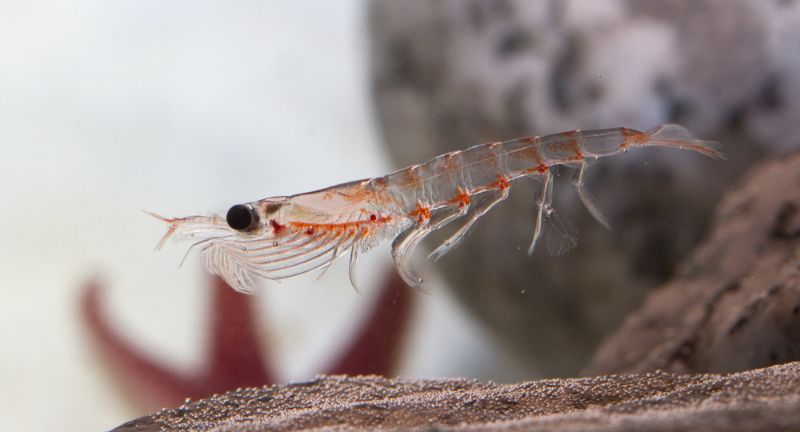 <p>Antarctic Krill are small, shrimp-like crustaceans that form a vital part of the Southern Ocean ecosystem, serving as a primary food source for many species, including whales, seals, and penguins. Despite the extreme cold of their habitat, Antarctic Krill have evolved physiological adaptations to thrive in sub-zero temperatures. They form dense swarms near the surface of the ocean, where they feed on phytoplankton and other microscopic organisms. Despite their small size, Antarctic Krill play a crucial role in regulating global carbon cycles and supporting the Antarctic food web.</p>