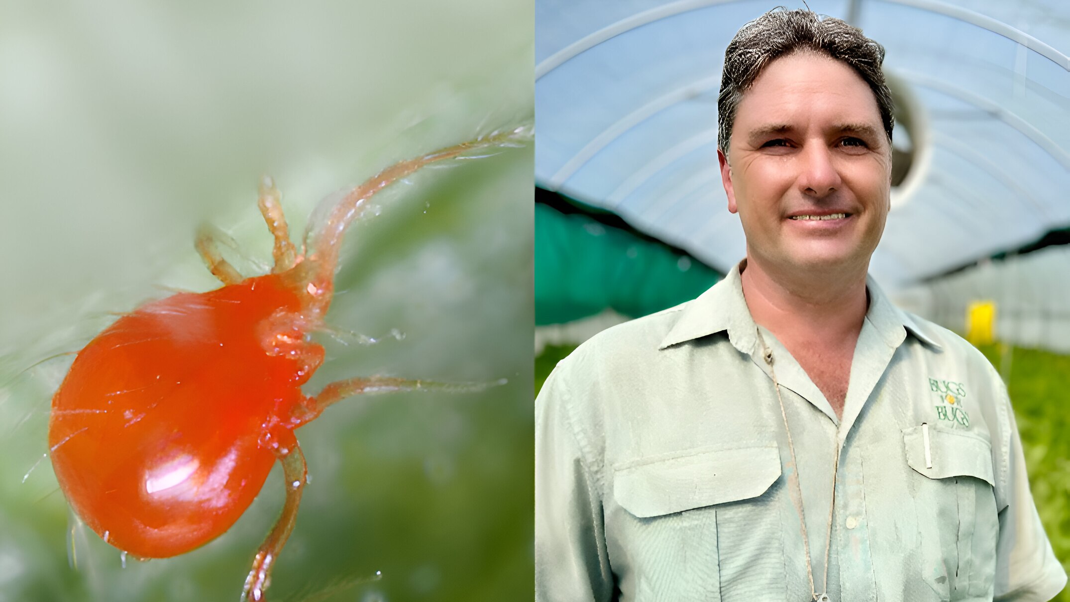 strawberry farmers using billions of tiny, blind, predatory mites as successful alternative to toxic insecticides