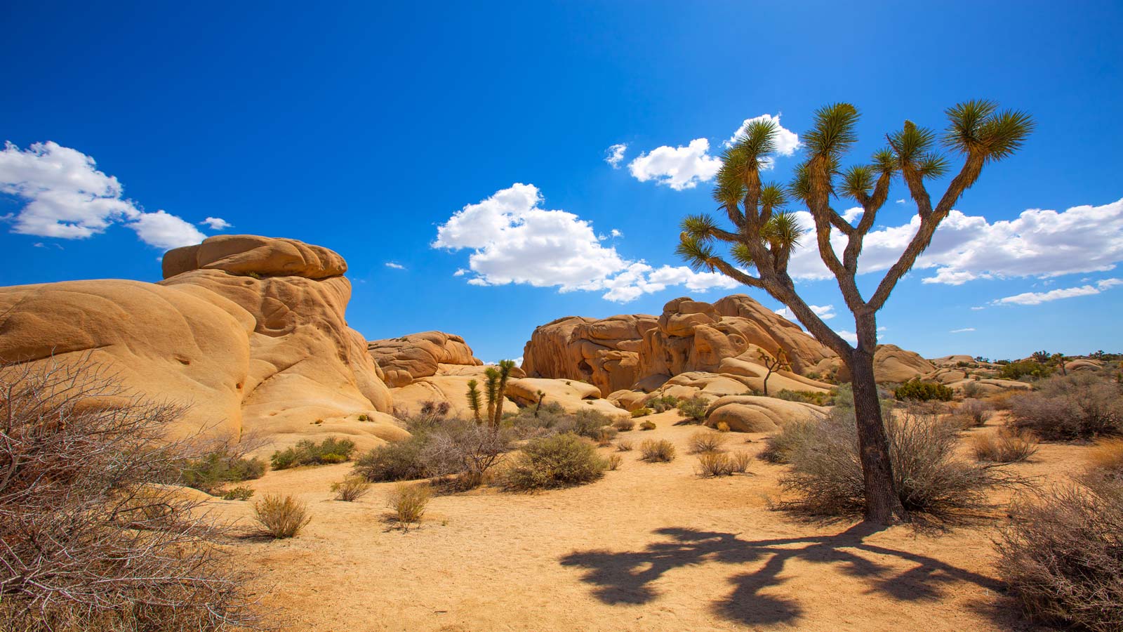 <p><span><a href="https://www.nps.gov/jotr/index.htm" rel="nofollow noopener">Joshua Tree</a> is not just an iconic U2 album but also the magical place where the Mojave and Colorado deserts meet in southern California. Just an hour’s drive from Palm Springs, this natural wonder hosts a plethora of fascinating wildlife, superb star-gazing, and fabulous hiking and camping adventures. </span></p><p><span>Visitors can buy their day passes online or use their National Parks Pass if they already have one. We spent the day exploring this age-old ecosystem created by strong winds and wind torrents.</span></p>