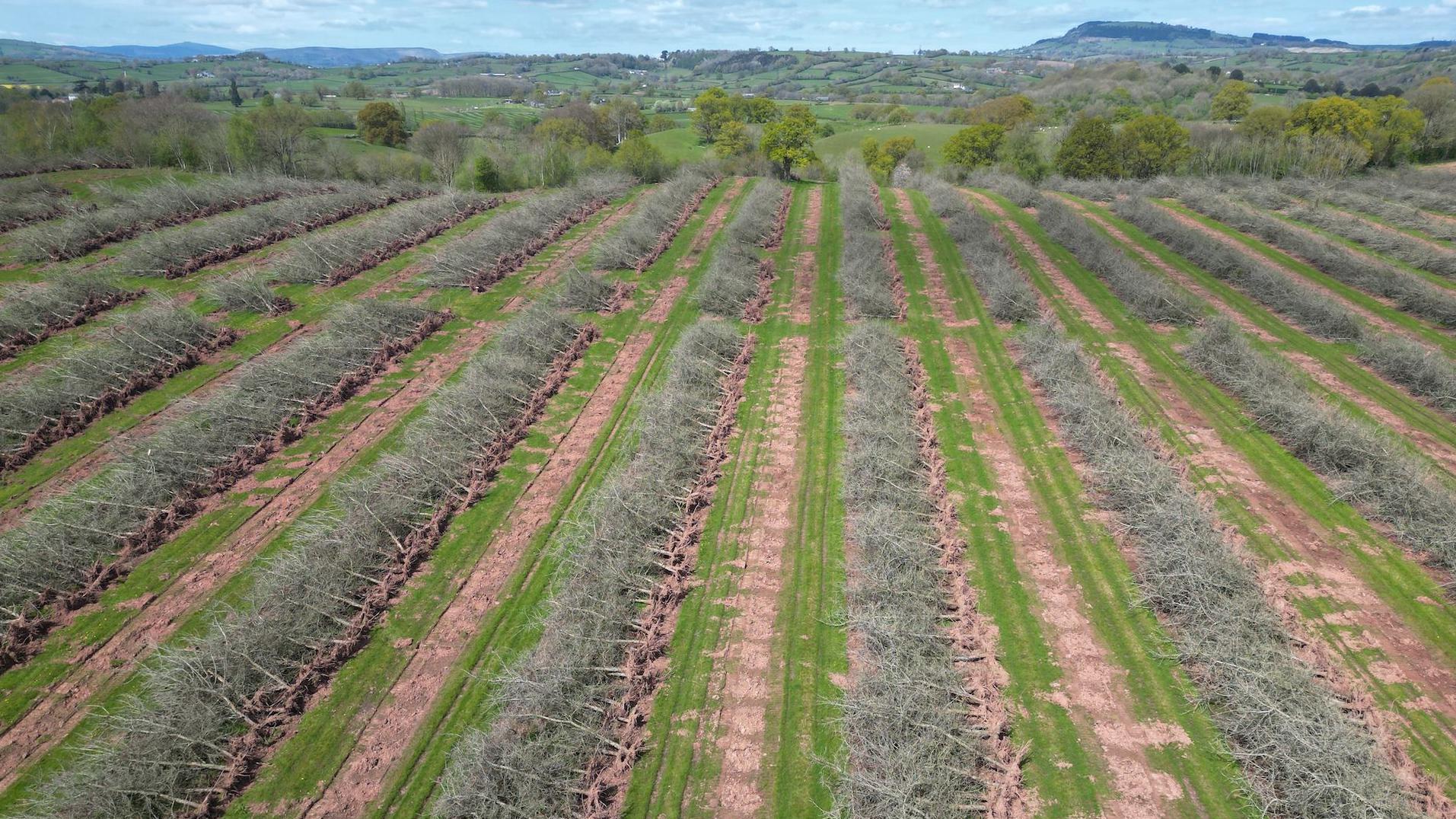 cider giant chops down orchard to sell land