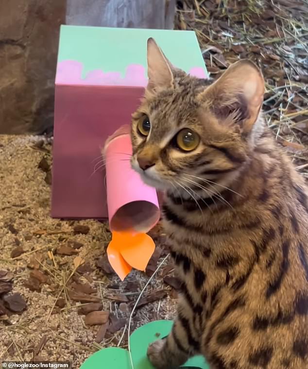 black footed kitty gaia shows off her scary side in adorable new clip