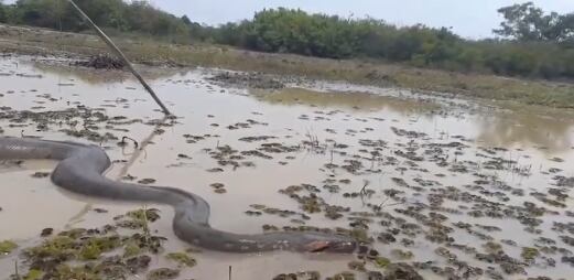 anaconda gigante es captada en la frontera colombo ecuatoriana