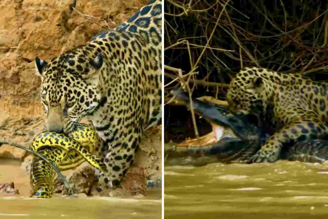 imponerande video visar en jaguar i en dödlig kamp med en orm och en alligator
