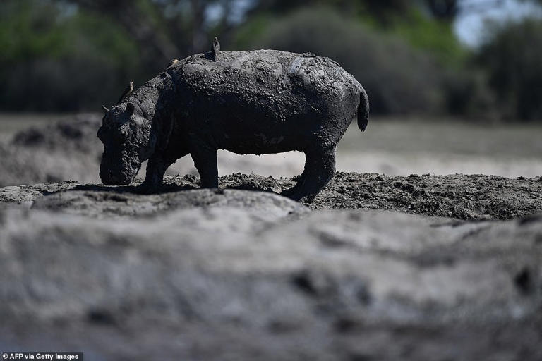 Herds of hippos stranded in drying ponds as drought ravages Botswana