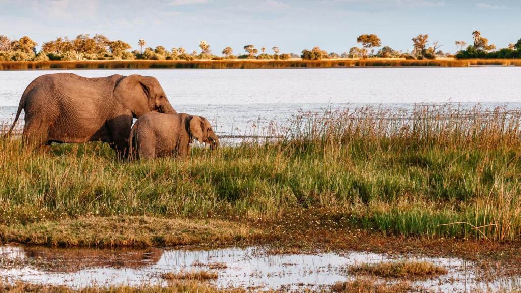 <p>As the Okavango River flows into the Kalahari Desert, it warps at some point, forming the Okavango Delta. This delta has become a rich haven for wildlife and attracts wildlife enthusiasts from all corners of the world. </p><p>During your safari at the Okavango Delta, you can spot a wide variety of animals, including the African Bush Elephant, buffaloes, hippos, giraffes, Nile crocodiles, lions, cheetahs, brown hyenas, spotted hyenas, warthogs, Black rhinoceros, white rhinoceros, and a wide variety of antelope species. </p><p>An unmissable activity at Okavango Delta is exploring its pristine waterways. Riding a mokoro (traditional canoe) or motorized boat allows you to enjoy different perspectives of the rich ecosystem. </p><p>Whether <a href="https://worldwildschooling.com/best-river-cruises-in-the-world/">exploring the waterways</a> on boats, tracking the wildlife on foot, or going on game drives, the Okavango Delta is a destination that will surely enchant nature and safari enthusiasts.</p><p class="has-text-align-center has-medium-font-size">Read also: <a href="https://worldwildschooling.com/hiking-trails-in-the-world/">Spectacular Hiking Trails Around the World</a></p>