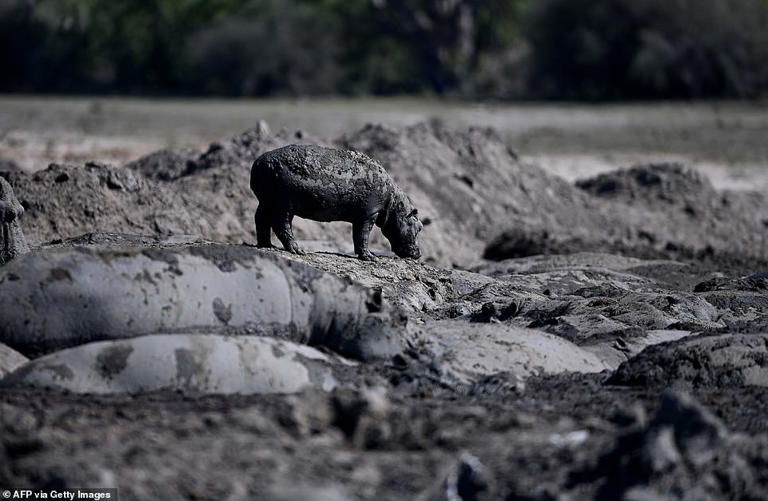 Herds of hippos stranded in drying ponds as drought ravages Botswana