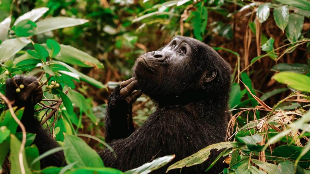 <p>Inscribed as a <a href="https://worldwildschooling.com/unesco-world-heritage-sites/">UNESCO World Heritage site</a> in 1994, Bwindi Impenetrable Forest is known for its gorilla trekking experience. It involves trekking through dense vegetation to encounter endangered mountain gorillas in their natural habitat. </p><p>The name “impenetrable” is very intentional. The forest is characterized by dense woodlands, bamboo forests, thick ground cover of ferns and vines, and mist-covered hills. The thick vegetation you need to traverse offers an immersive experience in the pristine wilderness of Uganda.</p><p>While gorillas are the show’s star when visiting Bwindi, the safari also allows tourists to see elephants, chimpanzees, and monkeys. </p><p>The forest has also been described as the world’s best place to see primates.</p><p class="has-text-align-center has-medium-font-size">Read also: <a href="https://worldwildschooling.com/adventure-travel-destinations/">Exciting Adventure Destinations Across the World</a></p>
