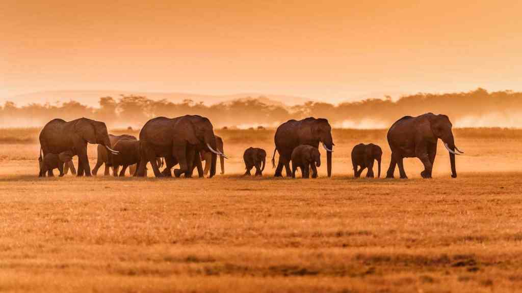 <p>Hwange National Park is the largest national park in Zimbabwe. It is known for its large elephant population, which gathers around waterholes during the dry season. The park is rugged and beautiful, with stunning vistas and dramatic sunsets perfect for photography</p><p>In addition to elephants, Hwange National Park has lions, leopards, cheetahs, wild dogs, zebras, buffaloes, and numerous antelope species.</p><p>Hwange is also home to a rich birdlife, with over 400 recorded species. Wildlife photographers will have a great time capturing this birdlife, with the most famous sightings including raptors, waterbirds, and migratory species.</p><p class="has-text-align-center has-medium-font-size">Read also: <a href="https://worldwildschooling.com/most-dangerous-tourist-destinations/">Extreme Travel Destinations Across the World</a></p>