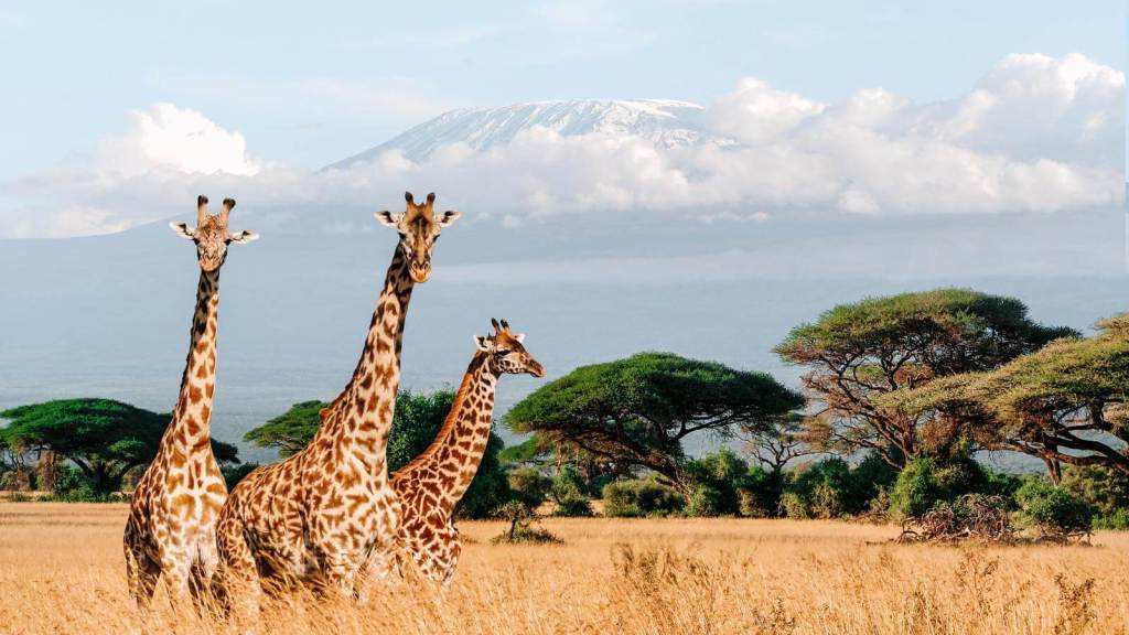 <p>Large herds of elephants, with a stunning background and the highest peak in Africa, is an experience Amboseli National Park is renowned for. The imposing presence of Mount Kilimanjaro in the background makes exploring Amboseli even more fascinating. </p><p>Other than the stunning peaks, visiting Amboseli lets you relax in the tranquility of open plains, acacia woodlands, and surrounding wetlands, all of which create a picturesque setting for spotting wildlife. </p><p>Lions, cheetahs, leopards, giraffes, zebras, buffaloes, and antelopes are some of the park’s most famous sightings. </p><p>Enjoy views of Mount Kilimanjaro, especially during sunrise and sunset; take hot air balloon trips for panoramic views of the park, or photograph the large herds of elephants in the heart of Kenya’s wilderness.</p><p class="has-text-align-center has-medium-font-size">Read also: <a href="https://worldwildschooling.com/glaciers-to-witness-before-they-disappear/">Spectacular Glaciers To See</a></p>