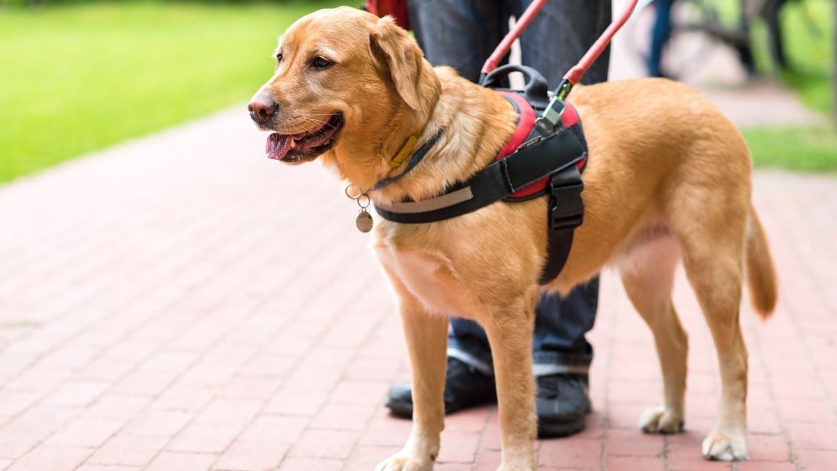 chiens guides ou d’assistance : « les maîtres et chiens guides vont être confrontées à au moins un refus par an »