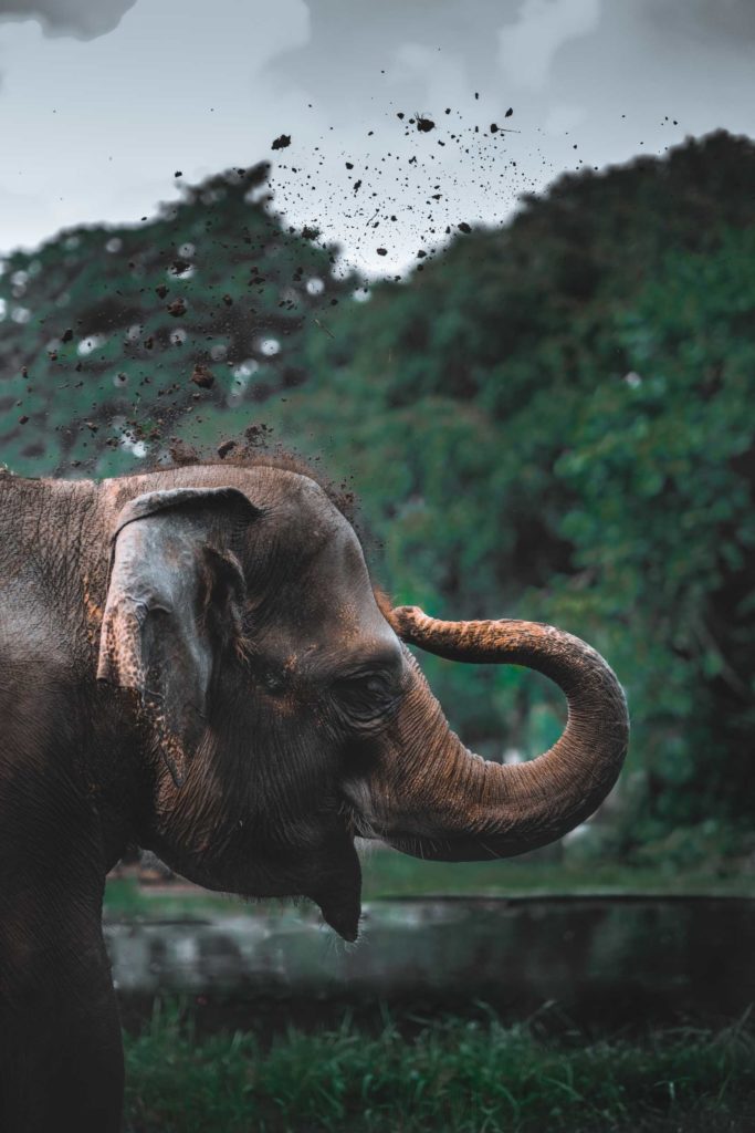 <p><strong>The Roles of Elephants in the Past</strong></p> <p>Thailand is home to Indian elephants, a subspecies of the Asian elephant. Once, the country teemed with wild elephants, boasting an estimated population of approximately 100,000 in 1900, as reported by the Food and Agriculture Organization (FAO) of the United Nations. However, today, the elephant landscape has drastically changed, with only between 3,000 and 4,000 elephants remaining in Thailand. Tragically, nearly half of them endure captivity and challenging living conditions. This decline in numbers has led to the classification of Asian elephants as endangered by the International Union for the Conservation of Nature (IUCN).</p> <p>There are approximately 2000 wild elephants in Thailand. After a 1989 logging ban, most logging elephants ended up in the tourist industry. This is a massive tourist trap, and the elephants caught in this sickening trade are severely abused and mistreated. Many of Thailand’s captive elephants are poached from the wild, leading to 60% of Thailand’s total elephant population being captive elephants, and 60% of those are used for tourism.<br><br>Elephants are so ingrained in Thai culture that they are recognized as a symbol of national identity. For hundreds of years, these incredible creatures have stood alongside Thai people in pursuits such as war, labor, transportation, and, more recently and unfortunately, tourism.</p>           Sharks, lions, tigers, as well as all about cats & dogs!           <a href='https://www.msn.com/en-us/channel/source/Animals%20Around%20The%20Globe%20US/sr-vid-ryujycftmyx7d7tmb5trkya28raxe6r56iuty5739ky2rf5d5wws?ocid=anaheim-ntp-following&cvid=1ff21e393be1475a8b3dd9a83a86b8df&ei=10'>           Click here to get to the Animals Around The Globe profile page</a><b> and hit "Follow" to never miss out.</b>