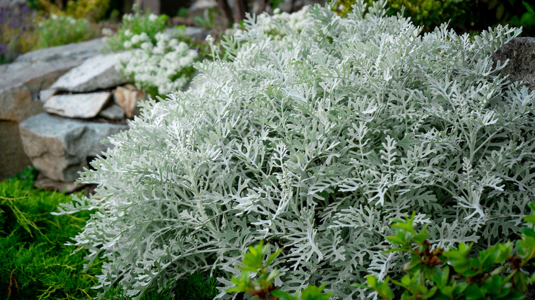4 common landscaping plants that are popular for a reason