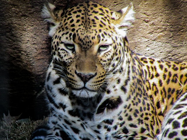 <p>In Thailand, the Indochinese leopard is present in the Western Forest Complex, Kaeng Krachan-Kui Bu,ri and Khlong Saeng-Khao Sok protected area complexes. But since the turn of the 21st century, it has not been recorded anymore in the country’s northern and south-central forest complexes.<br><br>The leopard’s remarkable success in the wild can be attributed to a combination of key traits and abilities. Its well-camouflaged fur allows it to blend seamlessly into its surroundings, making it a stealthy predator. It’s an opportunistic hunter with a diverse diet, capable of taking down a wide range of prey. Its strength enables it to hoist heavy carcasses into trees to keep them safe from scavengers.</p>           Sharks, lions, tigers, as well as all about cats & dogs!           <a href='https://www.msn.com/en-us/channel/source/Animals%20Around%20The%20Globe%20US/sr-vid-ryujycftmyx7d7tmb5trkya28raxe6r56iuty5739ky2rf5d5wws?ocid=anaheim-ntp-following&cvid=1ff21e393be1475a8b3dd9a83a86b8df&ei=10'>           Click here to get to the Animals Around The Globe profile page</a><b> and hit "Follow" to never miss out.</b>
