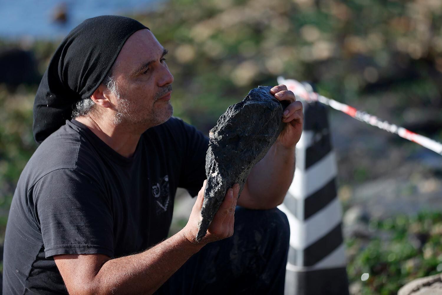 vivió hace 70 millones de años en algarrobo: rescatan nuevas piezas de enigmático reptil marino