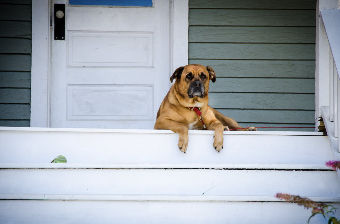 <p>If you don’t own your home, you may need to come to terms with the fact that getting a big dog breed means fewer rental options. Many rental properties flat-out don’t allow pets. Those that do often have size restrictions, breed restrictions, hefty pet deposits, and increased monthly rates.</p>  <p>Before adopting a dog, make sure you have your housing figured out. You don’t want to find yourself in a position where you have to choose between your pet and your home.</p>