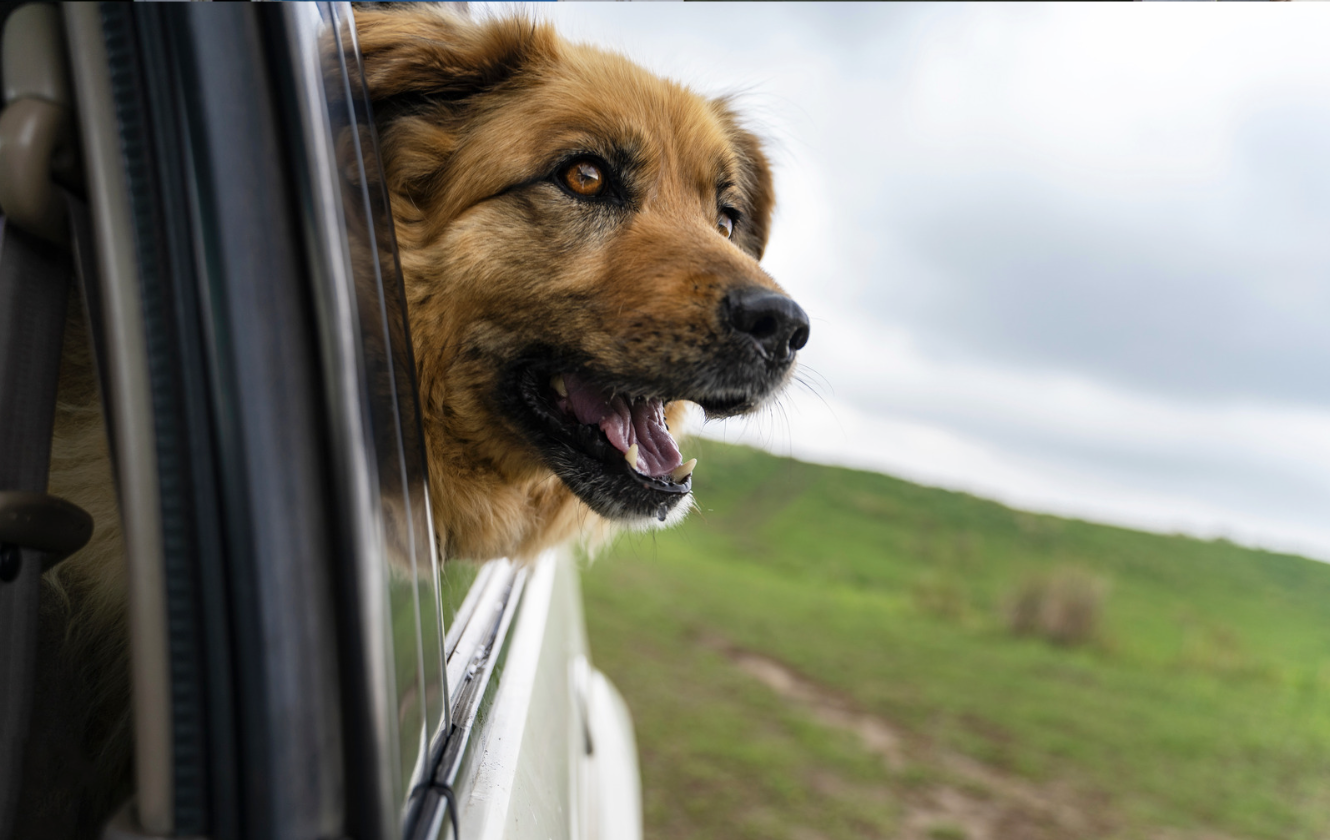 <p>Traveling with a big dog requires significant planning. For road trips, you’ll need a car big enough to fit your family, your belongings, and a large, angsty dog. </p>  <p>With air travel, you’ll need to buy an airline-approved crate for your pet and pay a fee to have your dog ride in the cargo area. If you can’t travel with your dog, boarding kennels typically charge more for big dogs than for smaller ones.</p>  <p class="feed-msn-follow"><strong><a href="https://www.msn.com/en-us/channel/source/RockyKanaka/sr-vid-7b49v83je3ksmq42g45tb8d7cpfa4h49i0up2fx4wrtmwrbj5uma?cvid=19a02fb5b618433f82df4f98bc243576&ei=11">Follow us on MSN to see more exclusive pet content.</a></strong></p>