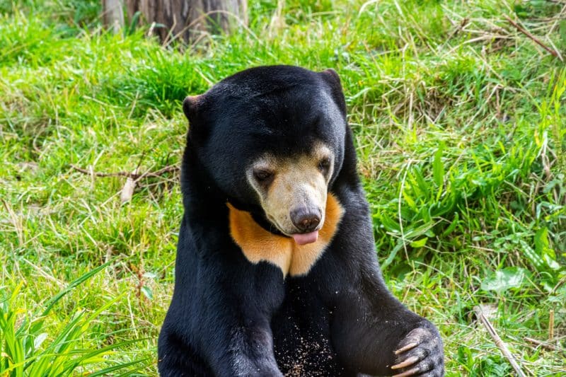 <p>These are only a fetragedies facingce Wildlife in Thailand today. </p> <p>There are several threats to these gorgeous Malaysian Sun Bears… Like other bears in Asia, Sun bears are hunted for their gallbladders and other body parts for medicinal uses thascientist have proven to have no medical value at all. This can hopefully change in years to come with more education to individuals about the lack of medicinal properties this poor innocent animal contains. Female nursing sun bears are sometimes killed, and their cubs are captured to be sold in the pet trade. This a significant issue not exclusive to Wildlife in Thailand but, sadly, globally. And Habitat destruction caused by clearance for plantation development and illegal logging is another major threat to this species’s small remaining critical population.</p>           Sharks, lions, tigers, as well as all about cats & dogs!           <a href='https://www.msn.com/en-us/channel/source/Animals%20Around%20The%20Globe%20US/sr-vid-ryujycftmyx7d7tmb5trkya28raxe6r56iuty5739ky2rf5d5wws?ocid=anaheim-ntp-following&cvid=1ff21e393be1475a8b3dd9a83a86b8df&ei=10'>           Click here to get to the Animals Around The Globe profile page</a><b> and hit "Follow" to never miss out.</b>