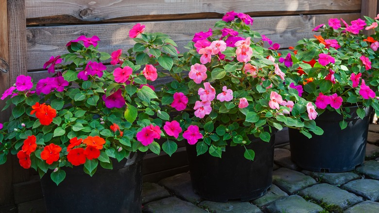 4 common landscaping plants that are popular for a reason