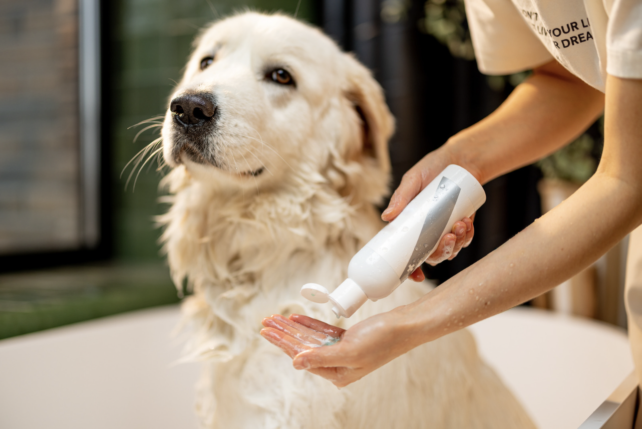 <p>Some big dog breeds require a lot more grooming (and vacuuming) than others. Before getting a “heavy grooming” breed, consider whether you’re comfortable doing it yourself or hiring professional groomers. Also, depending on the breed, you might have to clean up the occasional dog slobber in unexpected places.</p>  <p><em>“When I adopted Snuffy (a Mastiff-boxer mix), I knew that most giant breeds drool, and I’m not very easily grossed out, but I was totally unprepared for the sheer amount of slobber I’d have to deal with on a day-to-day basis.</em></p>  <p>I literally have to take a wet Swiffer mop to my walls and ceilings every day. Everything he brushes his head against gets slimed, from my bed sheets to all the furniture to clothing.”<br>—<a href="https://www.elitedaily.com/profile/minerva-siegel-8124123" rel="noopener noreferrer nofollow">Minerva Siegel</a>, writer and owner of a beautiful Mastiff-Boxer</p>  <p><strong>Examples of big dogs breeds that may require extra grooming include:</strong></p>  <p>Here is <a href="https://rockykanaka.com/your-guide-to-the-best-dog-shampoos/">Your Guide To The Best Dog Shampoos</a>.</p>