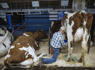 Bird flu cases are likely being missed in dairy workers, experts say<br><br>