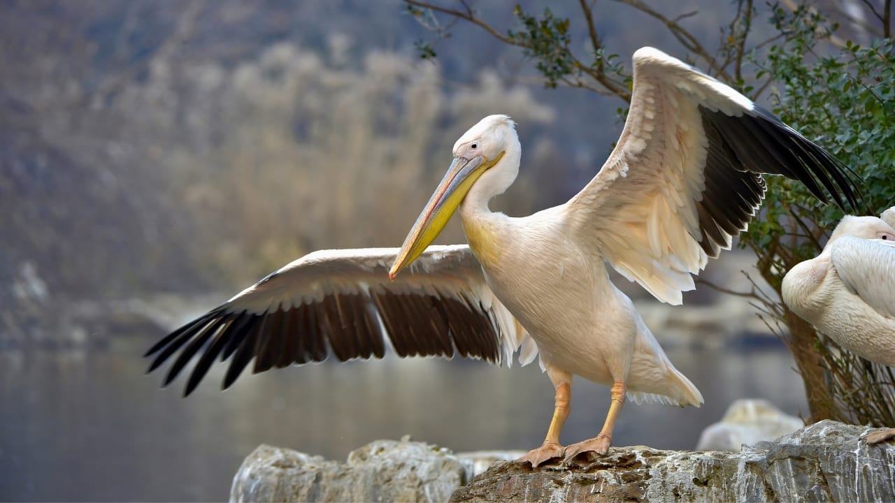 <p>The great white pelican is another massive bird, with a wingspan reaching up to 11.8 feet (3.6 meters). These birds are found in Africa, Europe, and Asia, where they feed on fish in shallow wetlands. They are known for their distinctive pouches used for catching prey.</p>