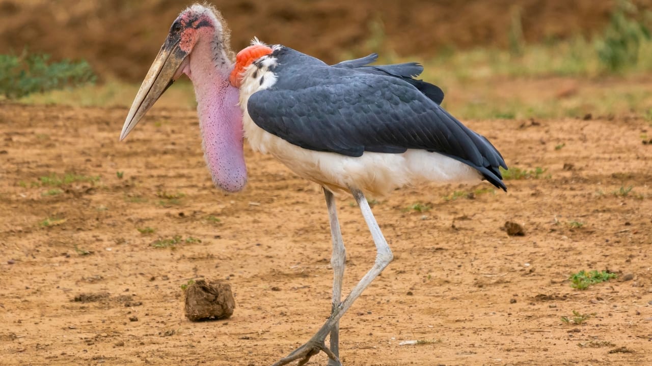 <p>The marabou stork is a large wading bird found in Africa, with a wingspan of up to 12 feet (3.7 meters). These birds are scavengers and play an important role in cleaning up carrion. Despite their ungainly appearance, they are efficient fliers and can soar for long periods.</p>