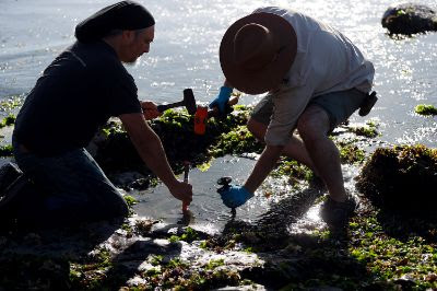 tesoro en algarrobo: hallan reptil marino de 70 millones de años en costa chilena