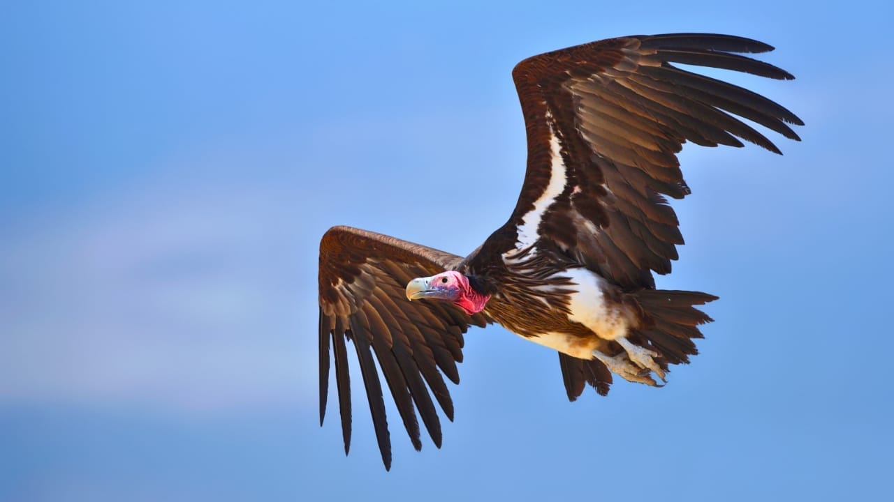 <p>The lappet-faced vulture is a large African vulture with a wingspan of up to 9.5 feet (2.9 meters). These birds are powerful scavengers and dominate other vultures at carcasses. They play a vital role in preventing the spread of disease by disposing of animal remains.</p>