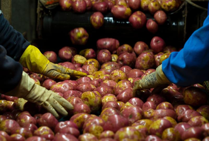 potato shortage looms as growers rush to late planting following bad weather