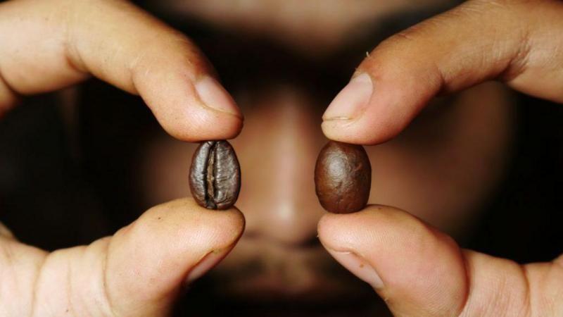 bagaimana kopi menjadi zat psikoaktif favorit dunia?