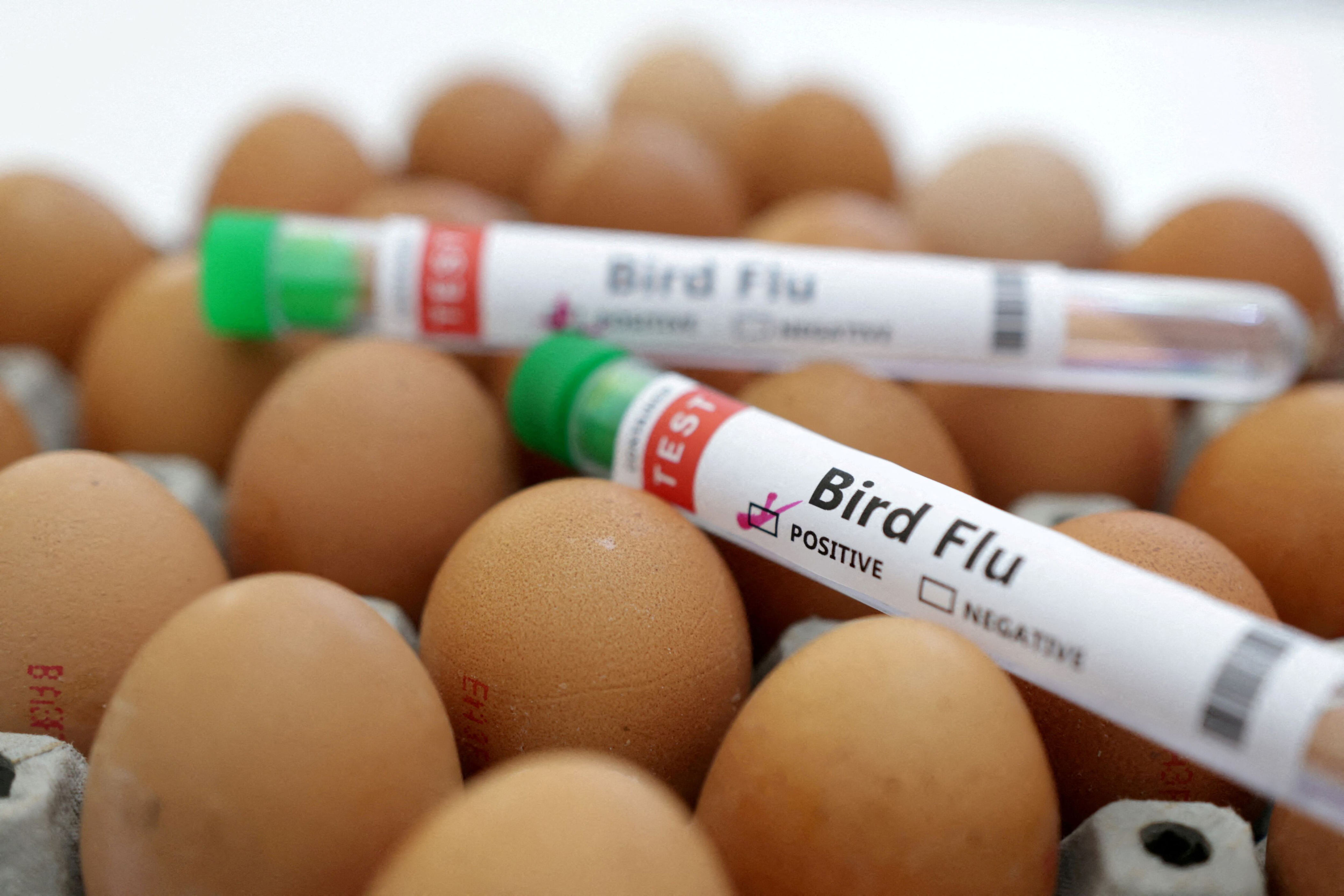 should we be worried as bird flu spreads into us dairy herds?