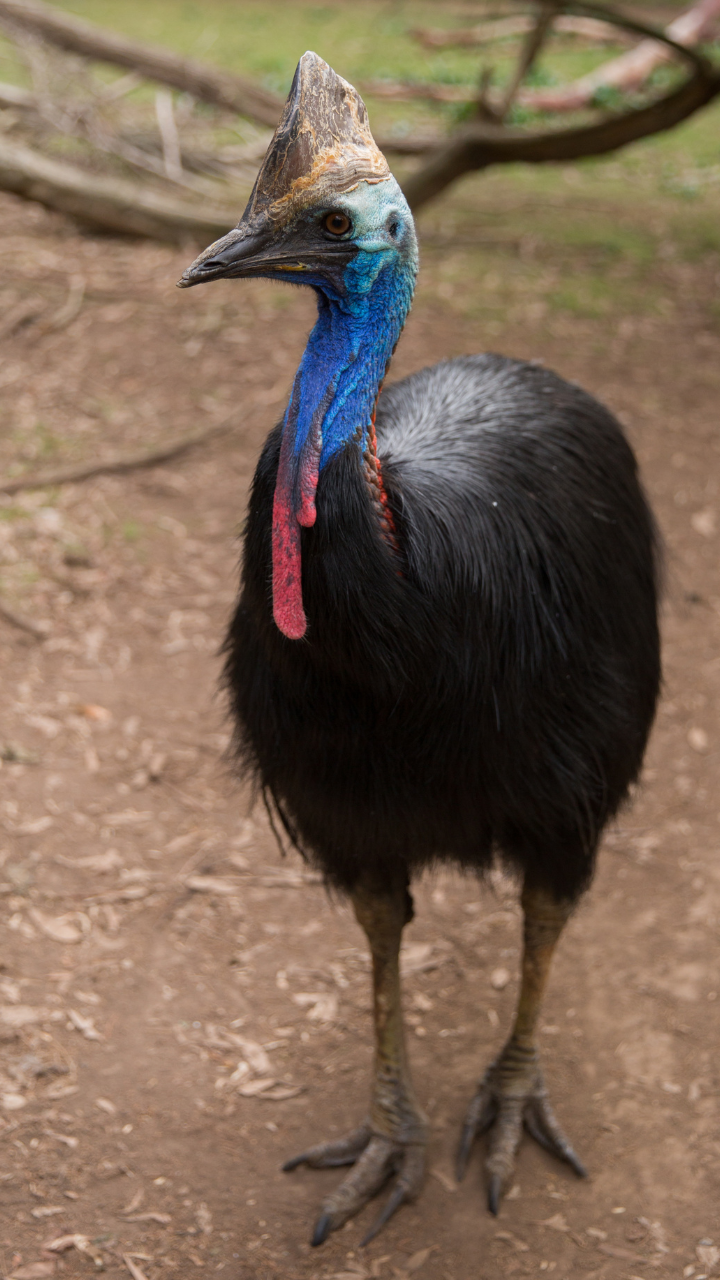 Why ‘Cassowary’ is the scariest bird in the wild