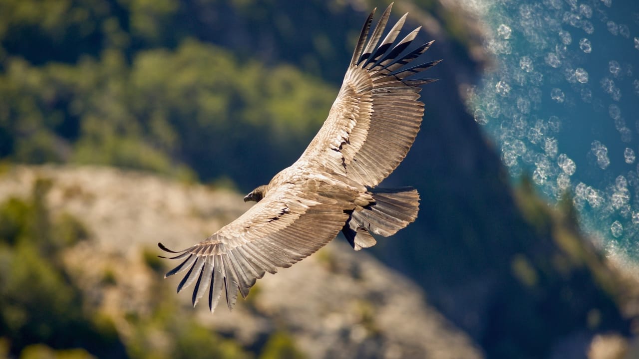<p>The Andean condor is the largest flying bird in the Western Hemisphere, with a wingspan of up to 10.8 feet (3.3 meters). These massive vultures are found in the Andes Mountains of South America and play a crucial role in the ecosystem by cleaning up carrion. Despite their importance, they are critically endangered due to habitat loss and secondary poisoning.</p> <p>In 2024, the Wildlife Conservation Society announced an expanded protected area network in Argentina’s Patagonia region to support the Andean condor[3]. These new reserves will help protect critical nesting and foraging habitats for this endangered species.</p> <p>Additionally, a new male Andean condor named Bud arrived at the National Aviary in Pittsburgh as a potential mate for their female condor, Lianni, sparking hope for the species’ conservation[8].</p>