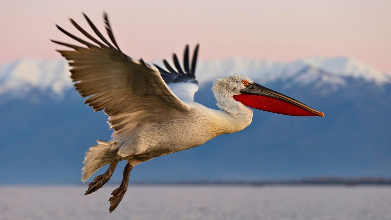<p>The Dalmatian pelican is one of the largest freshwater birds in the world, with a wingspan of up to 11.5 feet (3.5 meters). These birds are found in wetlands across Europe and Asia, but their populations have declined due to habitat loss and persecution. Conservation efforts are underway to protect these magnificent birds.</p> <p>In Greece, a Dalmatian pelican was photographed expertly catching a fish while perched on a rowing boat, demonstrating their fishing prowess[3]. Meanwhile, in Mongolia, conservationists are working to save the last remaining breeding populations of Dalmatian pelicans in East Asia through targeted outreach and international cooperation[13].</p>